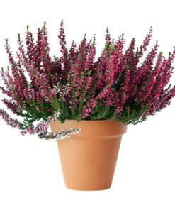 Calluna - Lyng 11 cm Garden Girls