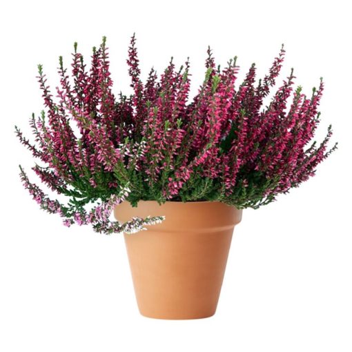 Calluna - Lyng 11 cm Garden Girls