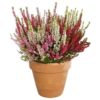 Calluna - Lyng Garden Girls 11 cm Trio