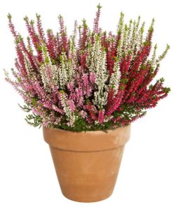 Calluna - Lyng Garden Girls 11 cm Trio