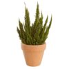 Calluna - Lyng Skyline 11 cm