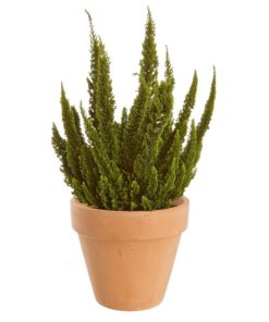 Calluna - Lyng Skyline 11 cm