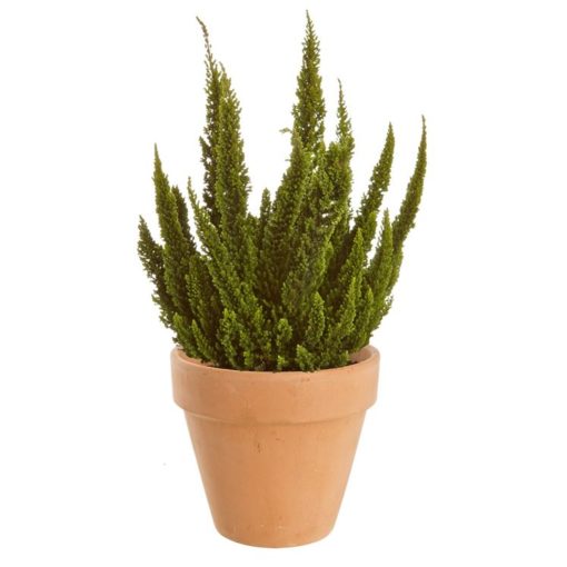 Calluna - Lyng Skyline 11 cm