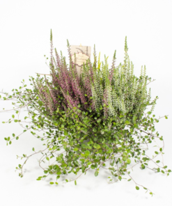 Calluna - Lyng m/muehlenbachia 15 cm