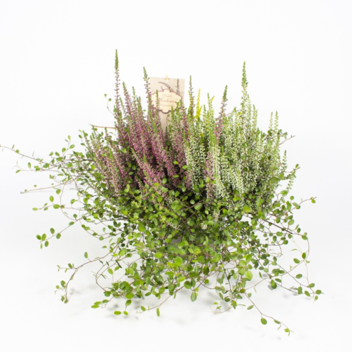 Calluna - Lyng m/muehlenbachia 15 cm