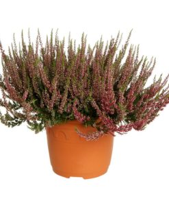 Calluna - Lyng Gardem Girls 17 cm