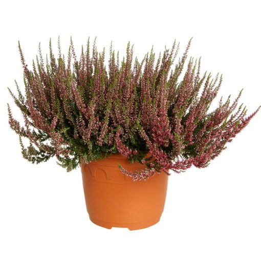 Calluna - Lyng Gardem Girls 17 cm