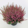 Calluna - Lyng Garden Girls 24 cm