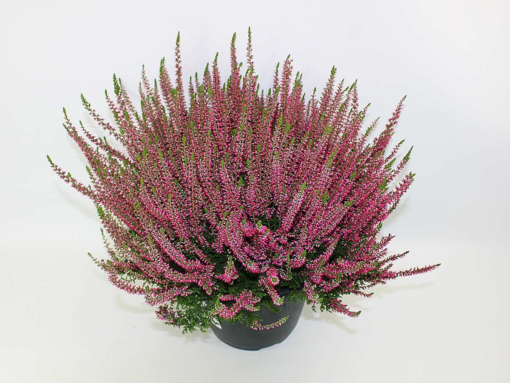 Calluna - Lyng Garden Girls 24 cm