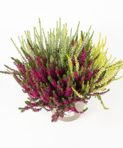 Calluna - Lyng Garden Girls 24 cm Trio