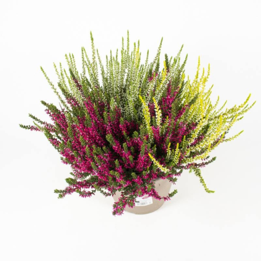 Calluna - Lyng Garden Girls 24 cm Trio