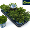 Hebe Greenboys 12 cm