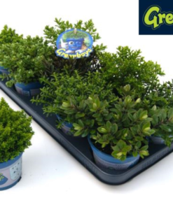 Hebe Greenboys 12 cm