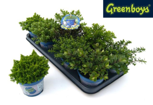 Hebe Greenboys 12 cm