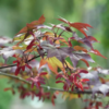 Acer palmatum Atropurpureum - Viftelønn 13 cm