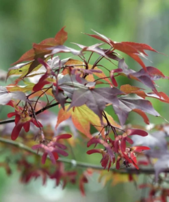 Acer palmatum Atropurpureum - Viftelønn 13 cm