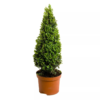 Buxus Pyramide 32 cm