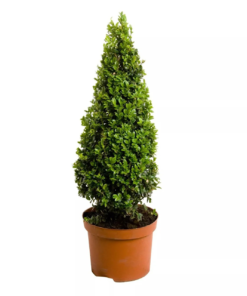 Buxus Pyramide 32 cm