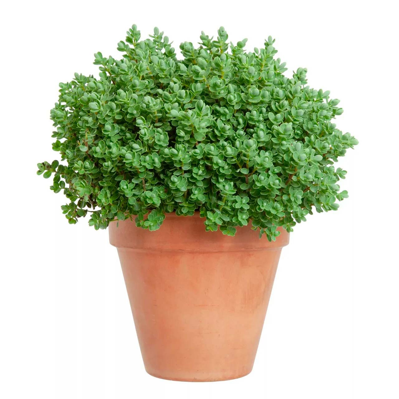 Hebe Greenboys 12 cm