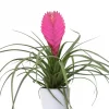 Tillandsia cyanea mini