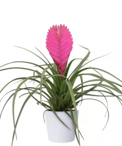 Tillandsia cyanea mini