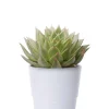 Echeveria - Rosetturt Eksklusiv 13 cm