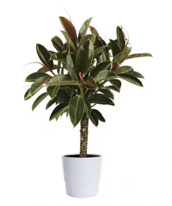 Ficus Robusta - Gummifiken 24 cm 3 pl.