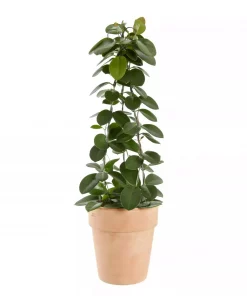 Hoya - Porselensplante Espalier 17 cm