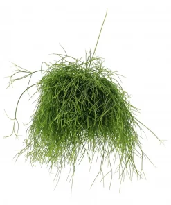 Rhipsalis - Korallkaktus 17 cm ampel