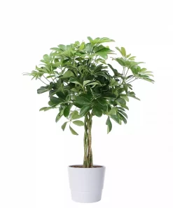 Schefflera - Paraplyplante 'Gold Capella' flettet 19 cm