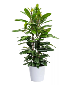 Ficus Cyathistipula - Lærbladfiken 21 cm