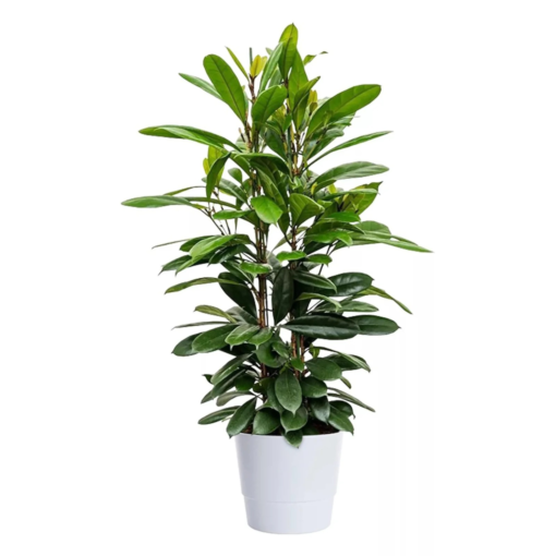 Ficus Cyathistipula - Lærbladfiken 21 cm