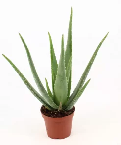 Aloe Vera 15 cm