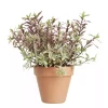 Hebe Andersonii 'Magic colors' 12 cm