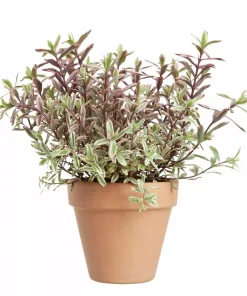 Hebe Andersonii 'Magic colors' 12 cm