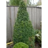 Buxus Sempervirens - Europabuksbom Pyramide 32 cm