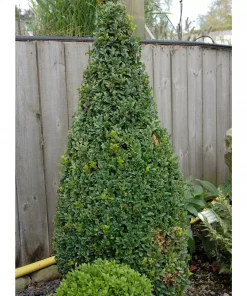 Buxus Sempervirens - Europabuksbom Pyramide 32 cm