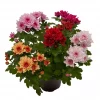 Krysanthemum Carneval 14 cm