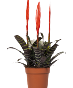 Vriesea - Gitterblad  Era 12 cm