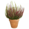 Calluna - Lyng Garden Girls 11 cm Duo