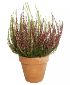 Calluna - Lyng Garden Girls 11 cm Duo