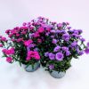 Asters Novi Belgii 15 cm