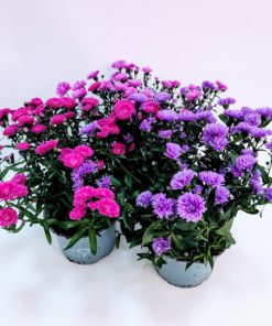 Asters Novi Belgii 15 cm