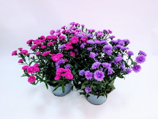 Asters Novi Belgii 15 cm