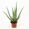 Aloe Vera 14 cm