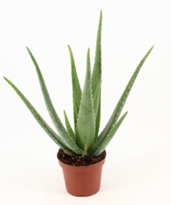 Aloe Vera 14 cm