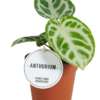 Anthurium Silver Blush mini