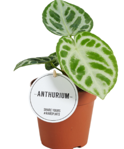 Anthurium Silver Blush mini