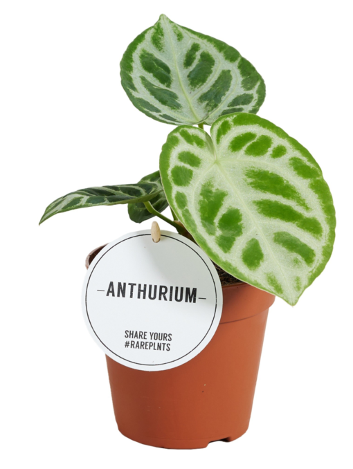 Anthurium Silver Blush mini