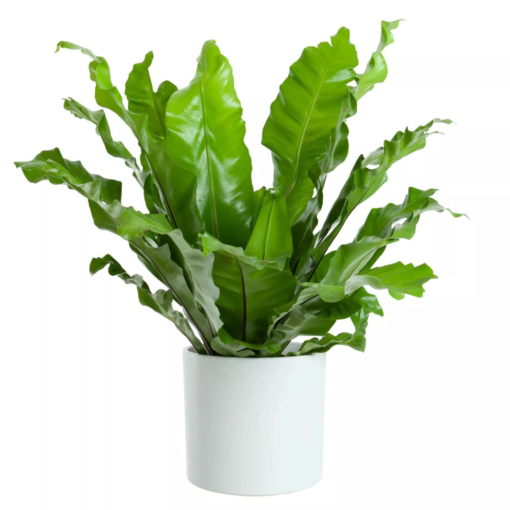 Asplenium - Fugleredebregne 21 cm